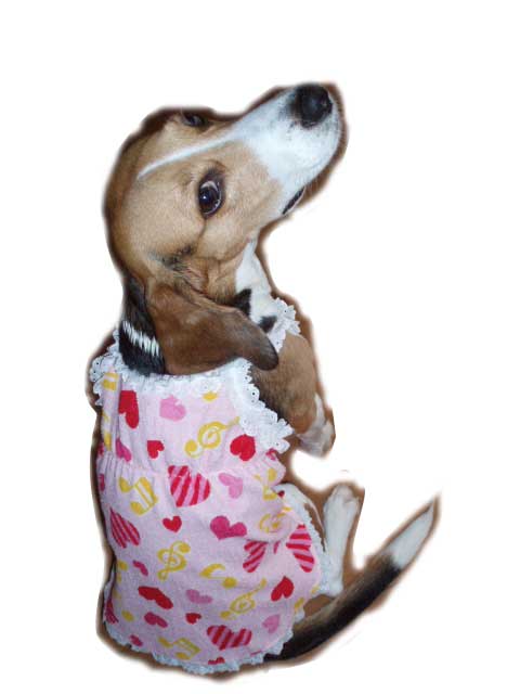 パイルキャミ　（大型犬対応）