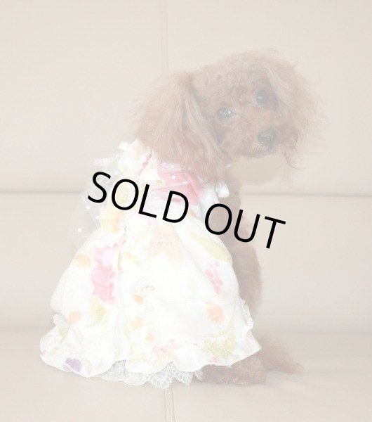 画像5: Girlishレースオールインワン　Rakuenモーリシャス (5)