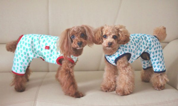 画像4: 車柄オールインワン (4)