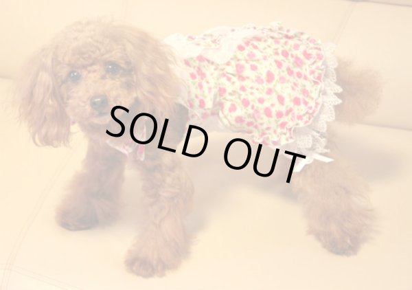 画像5: リトルローズキャミ＆レースオールインワン　(ワンピースも可） (5)