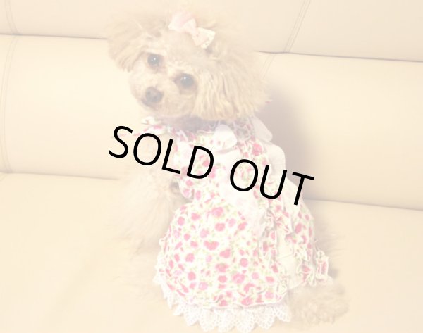 画像4: リトルローズキャミ＆レースオールインワン　(ワンピースも可） (4)