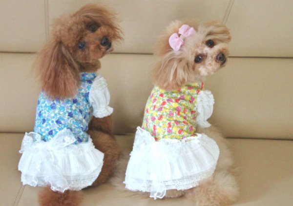 画像4: フルーツの森＆レースワンピース (4)