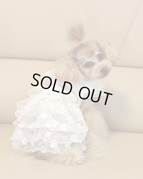 画像7: ローズチュールレースワンピース (7)