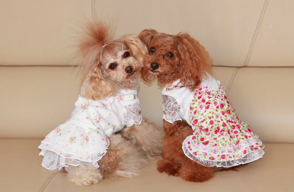 画像4: 薔薇ガーデンオールワンピース (4)