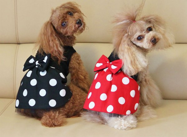 画像5: 黒スウェット＆ドットワンピース (5)