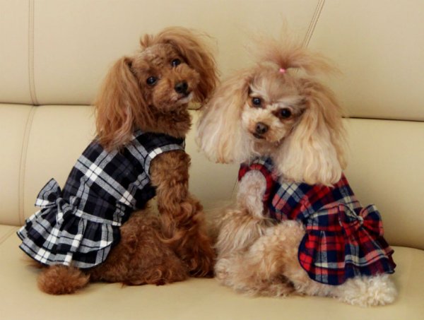 画像7: コットンチェックワンピース (7)