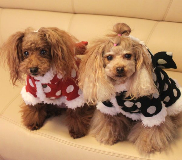 画像8: ドットキルティング＆ボアコート (8)