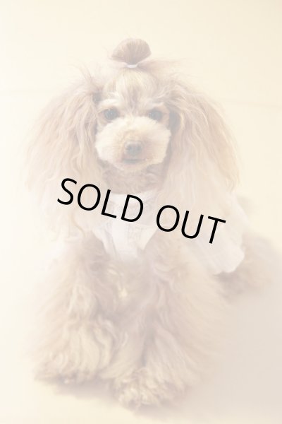 画像10: （数量限定）ピンタックコットンレースワンピース (10)