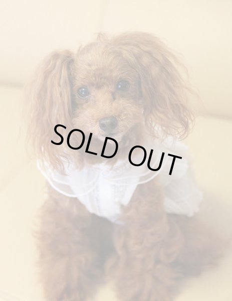 画像11: （数量限定）ピンタックコットンレースワンピース (11)