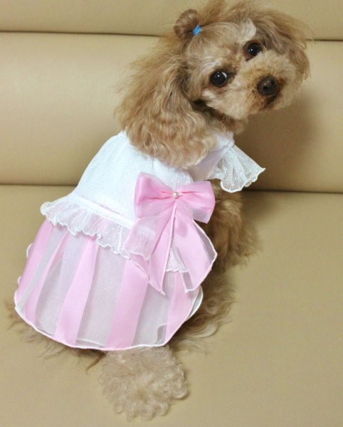 画像9: レース＆オーガンジーボーダーワンピース (9)