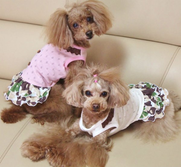 画像8: ねこ足ミニ裏毛＆カモフラワンピース (8)