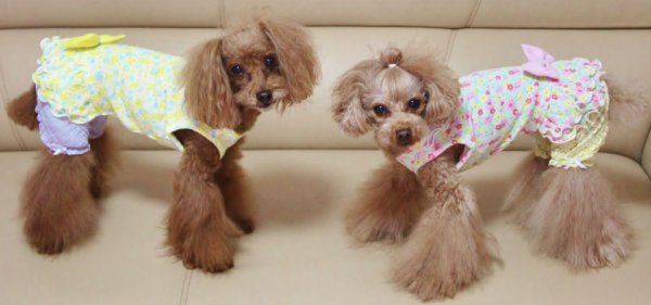 画像11: フォレスト花柄＆レースオールインワン (11)