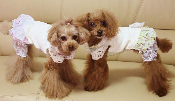 画像5: レースワンピース/オールインワン (5)