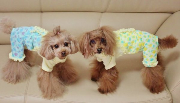 画像5: ポット柄　オールインワン　Ａタイプ (5)