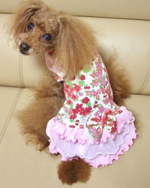 画像11: フルーツカシェモア柄ワンピース (11)