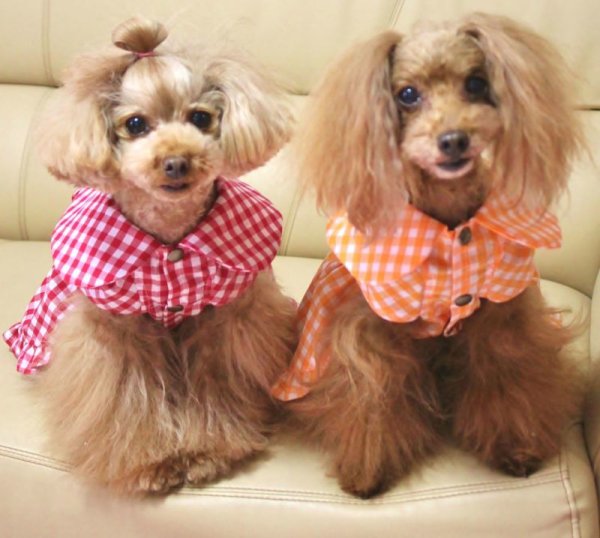 画像12: 背中タック入りチェックワンピース (12)