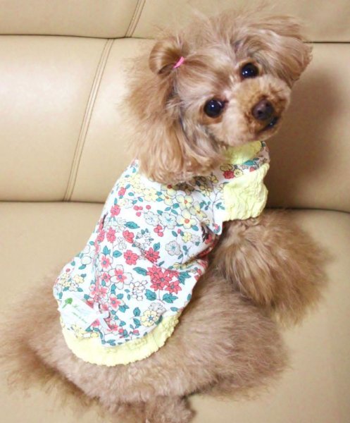 画像6: フルーツカシェモア柄スウェット (6)