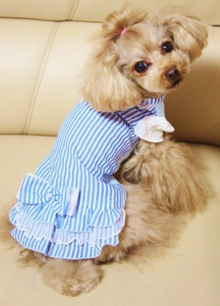 画像5: ボーダーコットンボイルワンピース (5)