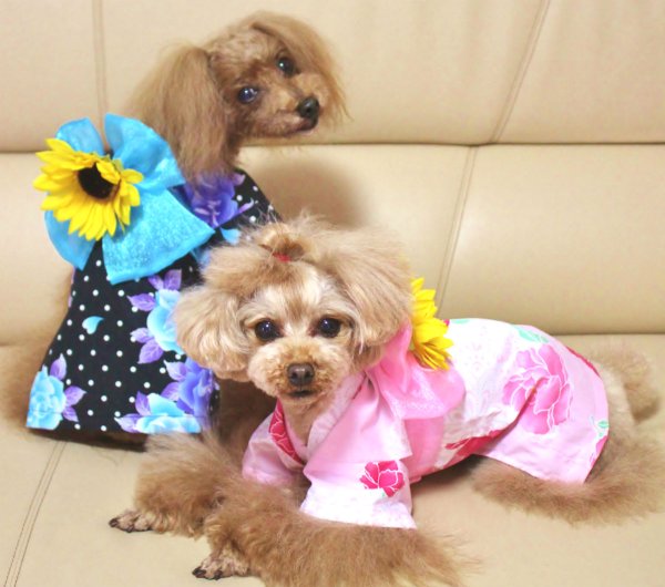 画像10: 浴衣2018 (10)