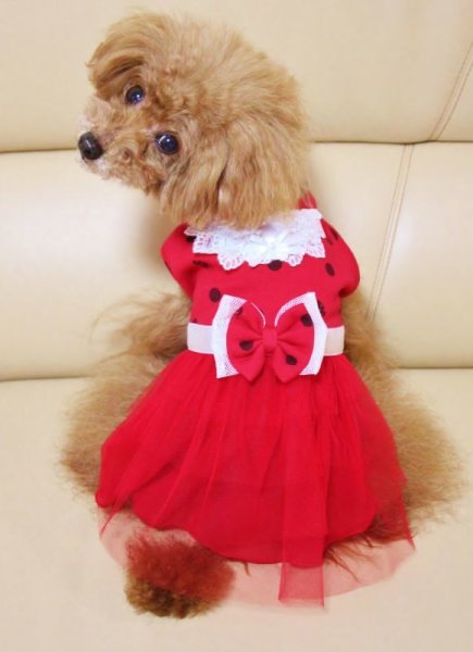 画像6: 赤いちご＆ドットワンピース (6)