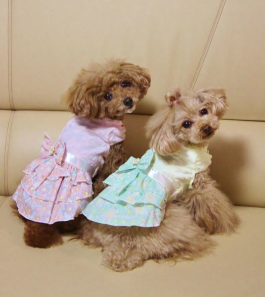 画像16: デージーワンピース (16)