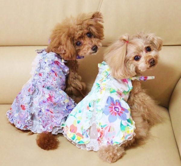 画像6: お花&レースワンピース (6)