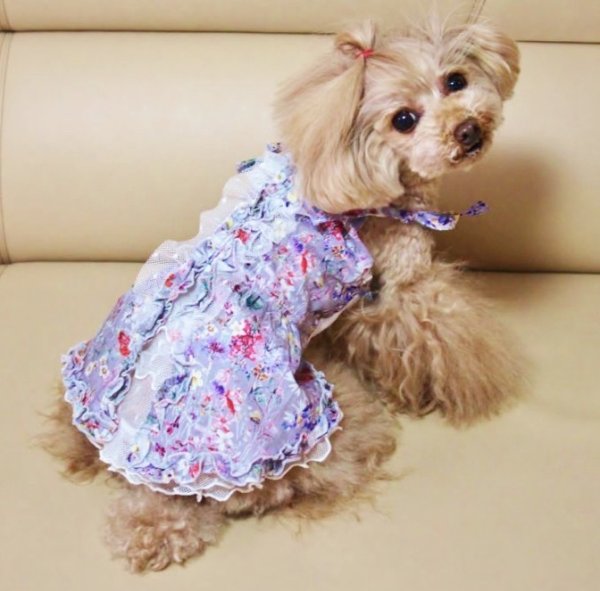 画像5: お花&レースワンピース (5)