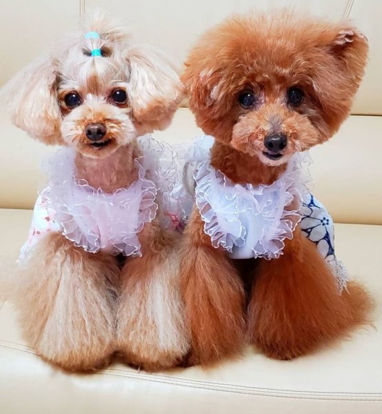 画像13: お花レース&コットンボイルワンピース (13)