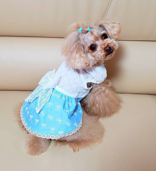 画像11: コットンボイル＆リボン柄ワンピース (11)