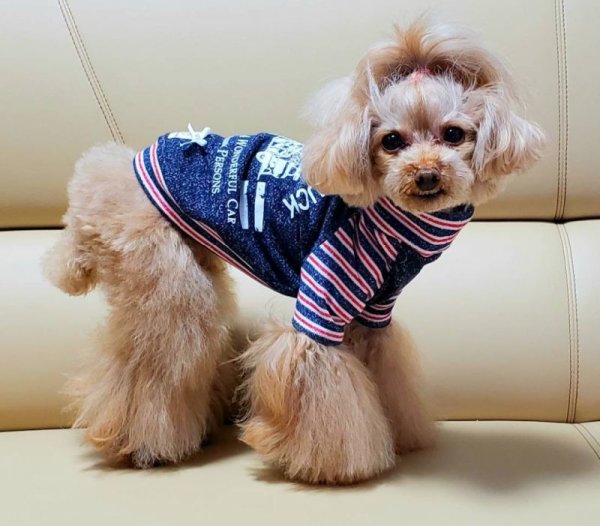 画像6: デニムニット＆ボーダーTシャツ (6)