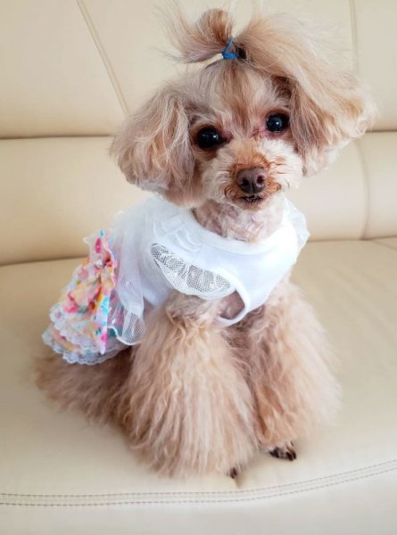 画像9: ドットチュール＆お花ワンピース (9)