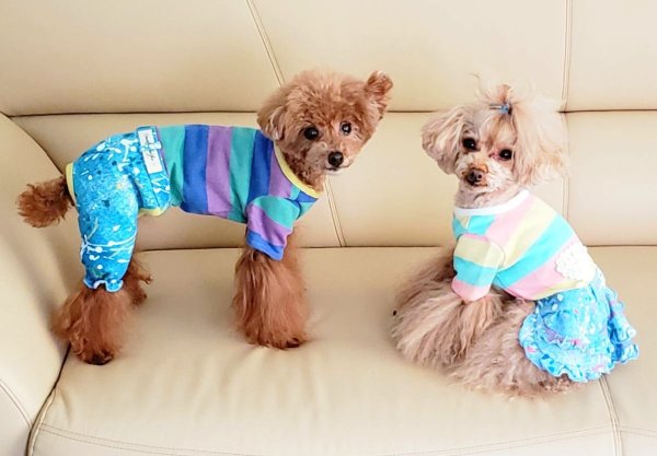 画像5: POPボーダー&デニムワンピース/オールインワン (5)