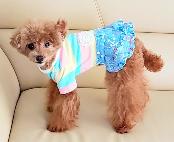 画像7: POPボーダー&デニムワンピース/オールインワン (7)