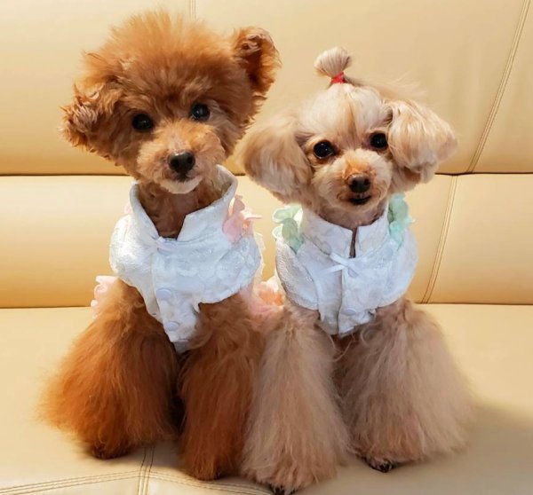 画像8: モノグラム風ジャガードピース/オールインワン (8)