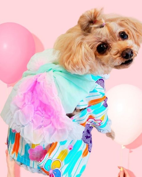 画像7: 浴衣2021 和柄 梅(ブルー) (7)