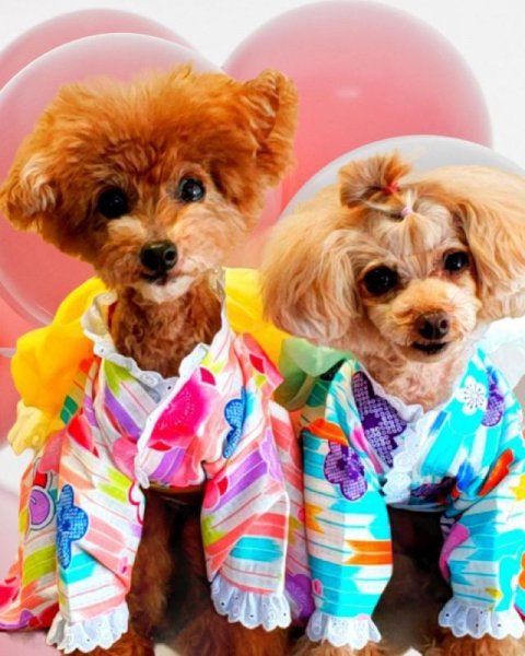 画像7: 浴衣2021 和柄　梅（ピンク） (7)