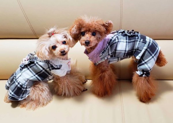 画像11: アランニット＆チェックワンピース/オールインワン (11)