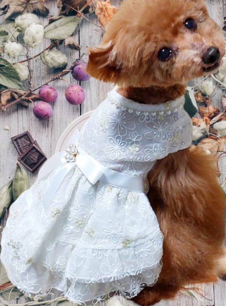 画像6: お花レースアメリワンピース　ホワイト (6)