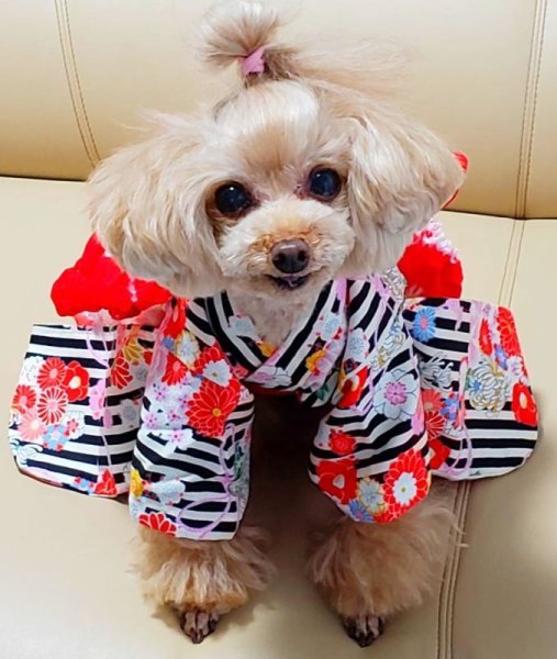 画像6: 浴衣2022 　縞に花結び(黒) (6)