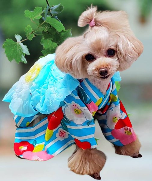 画像5: 浴衣2022　縞にふくふく椿(ブルー)  (5)