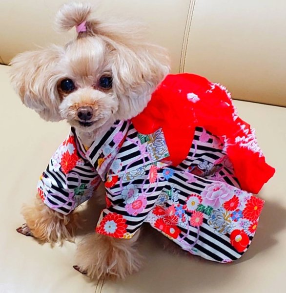 画像7: 浴衣2022 　縞に花結び(黒) (7)