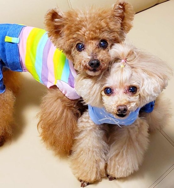 画像11: ボーダーニット&ドットワンピース/オールインワン (11)