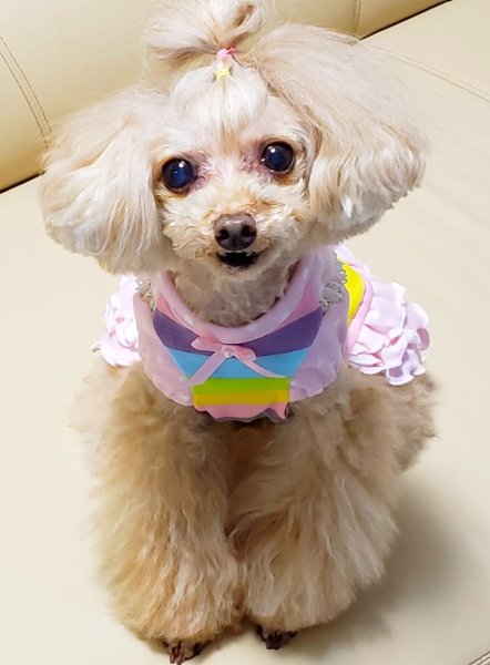 画像8: ボーダーニット&ドットワンピース/オールインワン (8)