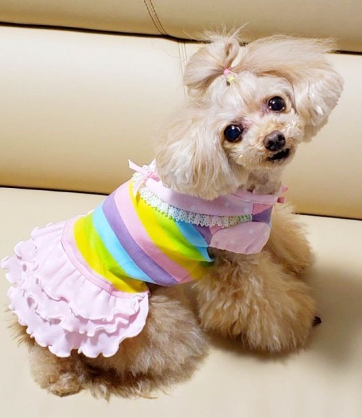 画像9: ボーダーニット&ドットワンピース/オールインワン (9)