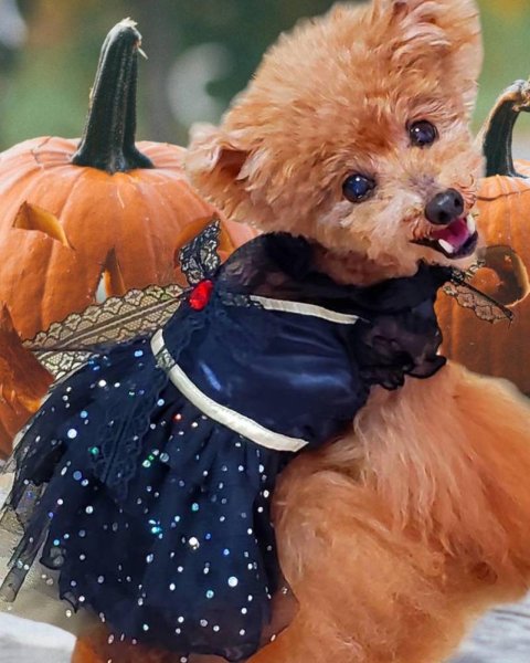 画像10: ハロウィンワンピース  2201 (10)