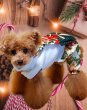 画像11: クリスマス ワンピース/オールインワン　金ラメポインセチア (11)