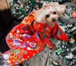 画像5: 犬服/猫服　晴れ着　京・金彩友禅 華みやび /金襴織物 籠目垣に八重桜  振袖スタイル　お引きづり/通常着丈選択可能 (5)