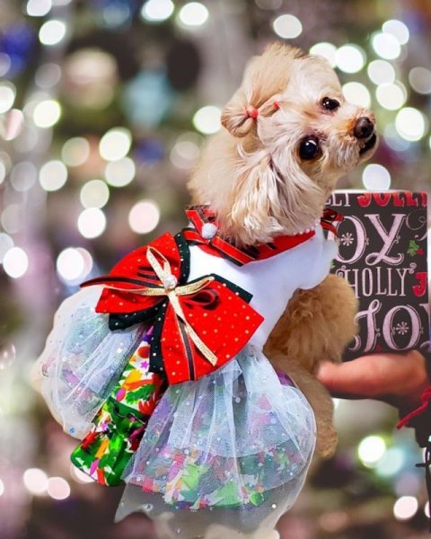 画像9: クリスマス ツリー柄ワンピース (9)