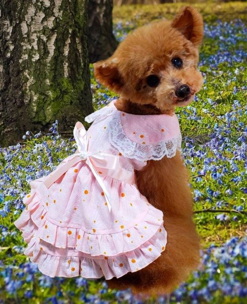 画像6: ピンク&お花ワンピース (6)