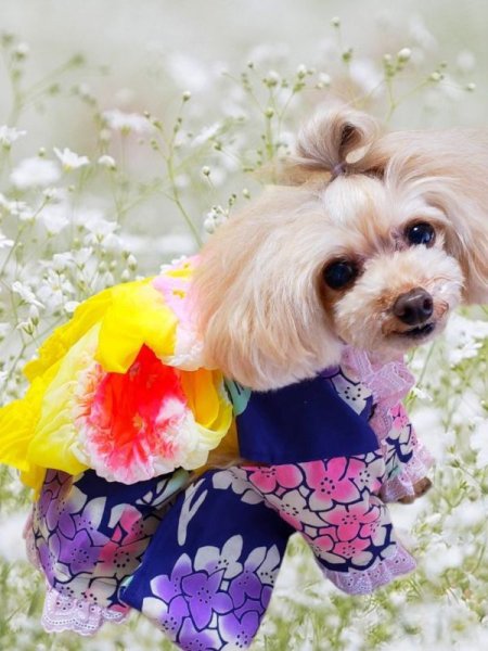 画像6: 浴衣 紫陽花　Navyxピンク (6)